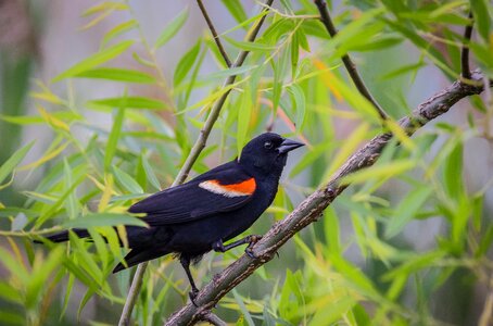 Feather red winged blackbird wildlife