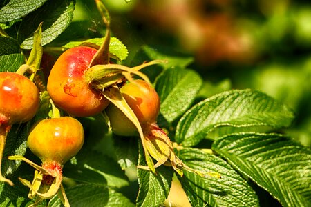 Fruit nature