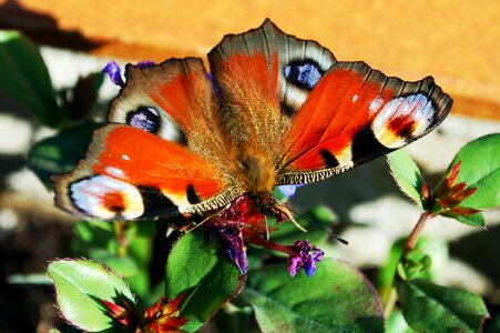 Peacock insect flowers visit