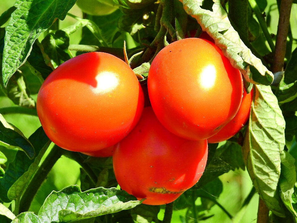 Healthy delicious garden