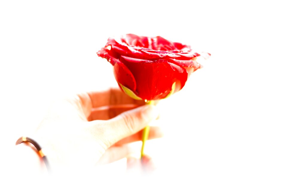 Flower bloom petals
