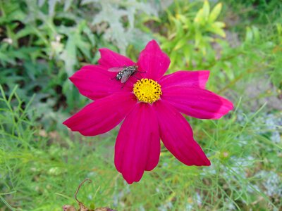 Moss flower 2018 summer