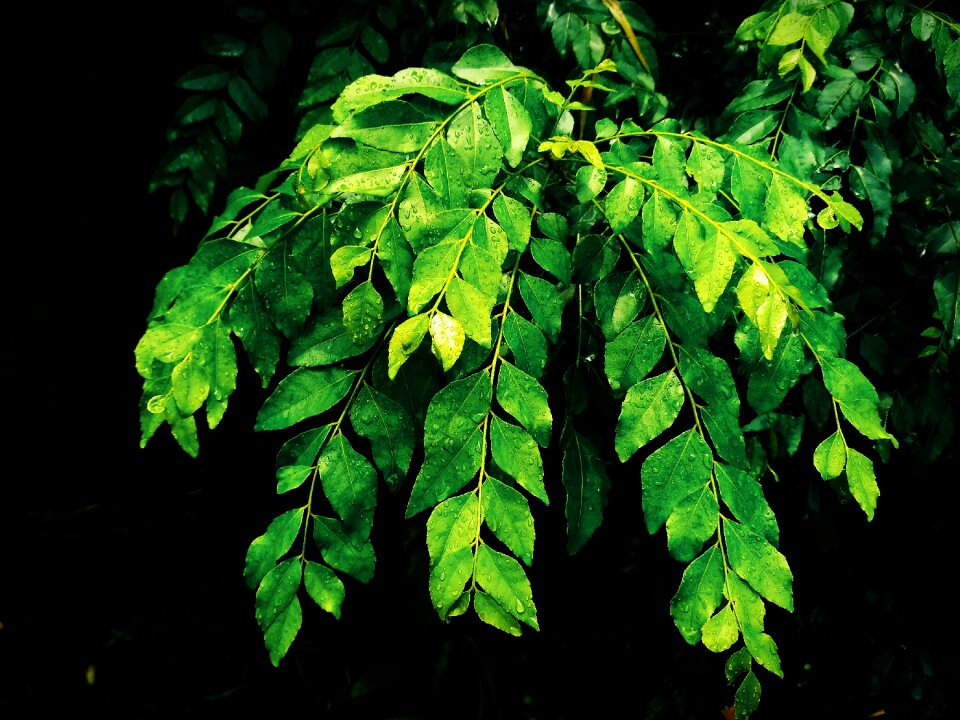 Black background green leaves