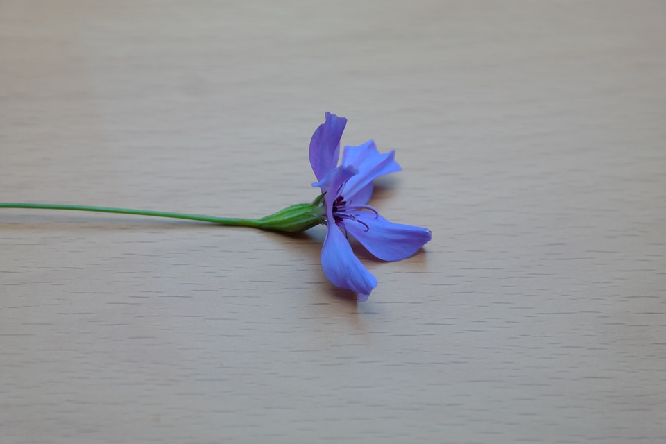 Bloom blue blue violet