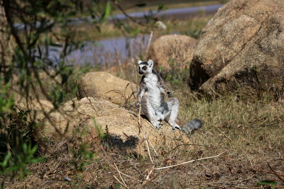 Nature madagascar forest