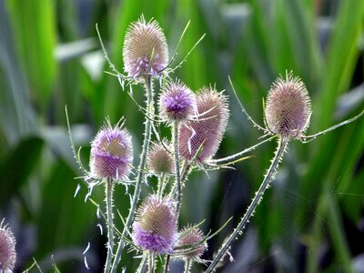 Thorns violet insects photo