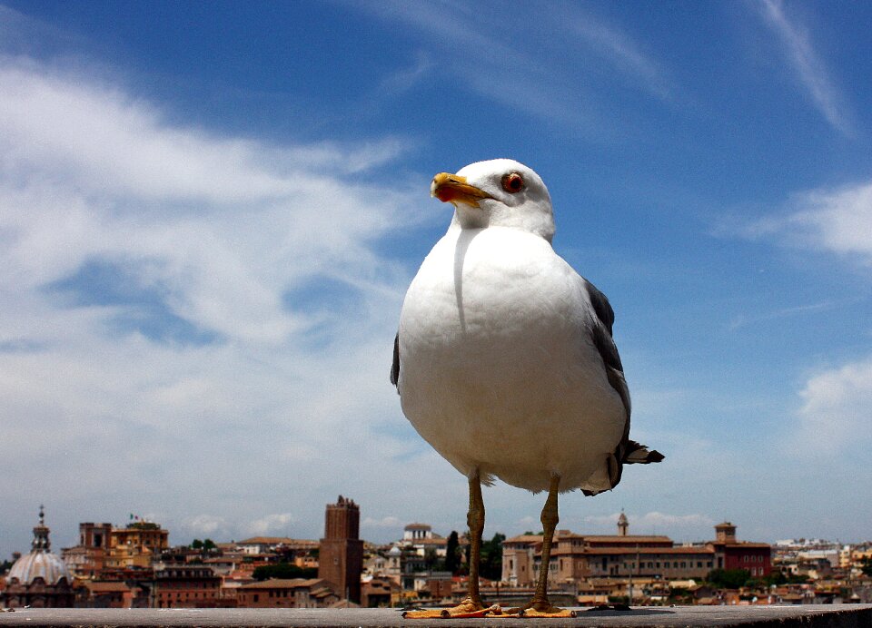 Bird italy