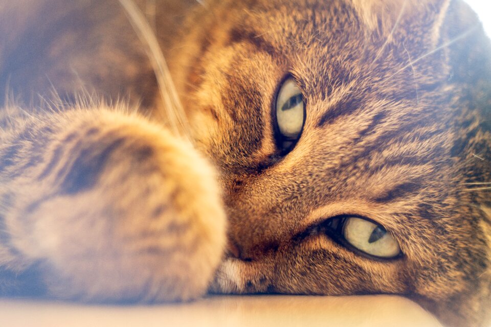 Nature predator watch