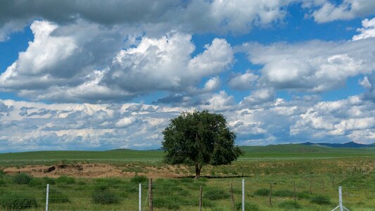 Tree cloud blue sky