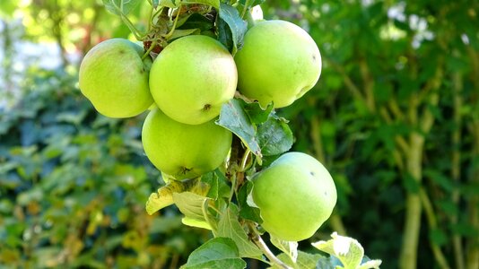 Vitamins health acid