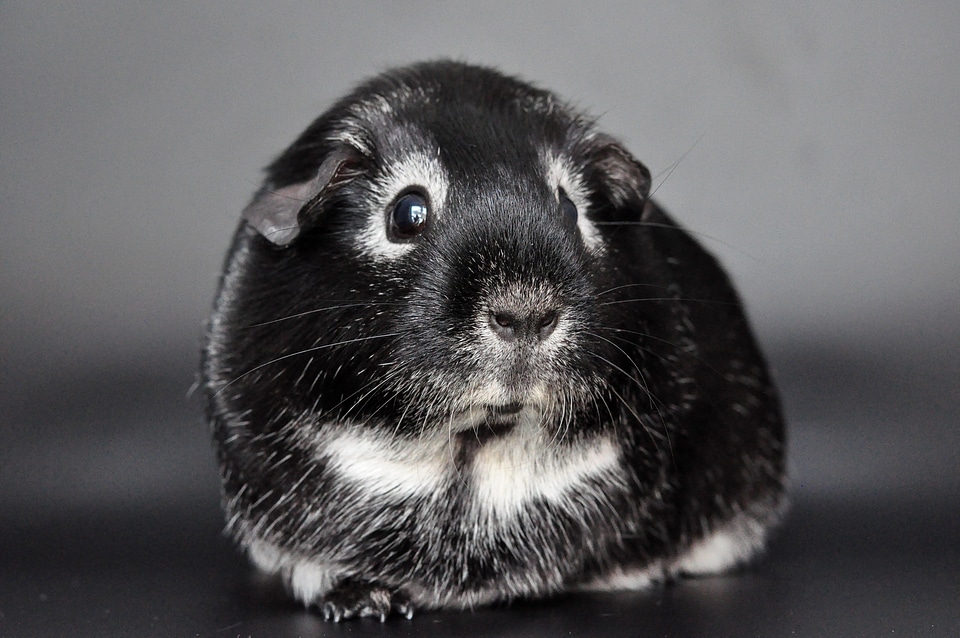 Nager rodent cute
