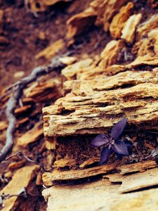 Nature root mountain