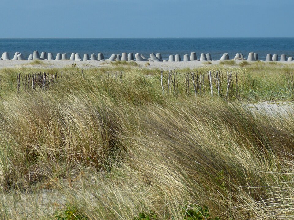 Landscape nature tetrapods