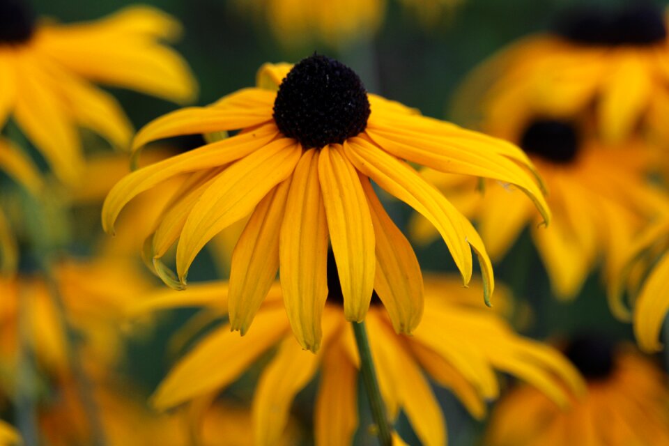 Summer susanne flowers yellow