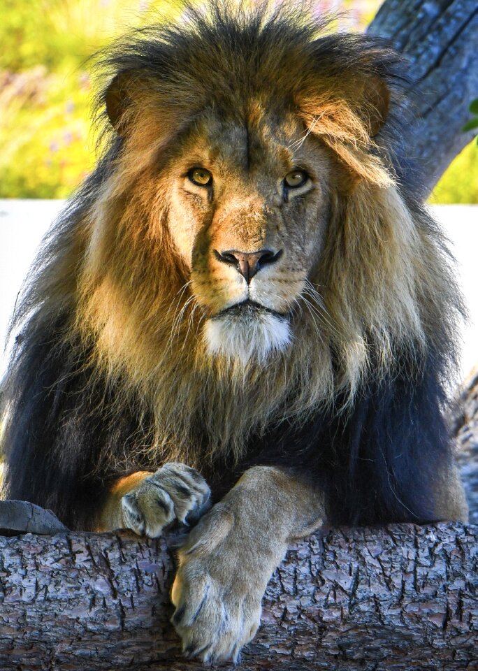 Lion paint zoo