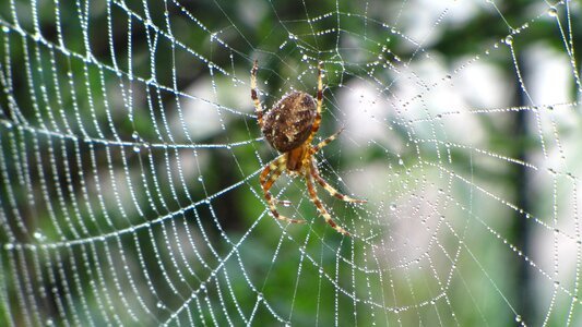 Nature bug spider web photo