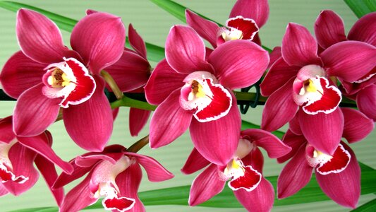 Exotic nature flowers