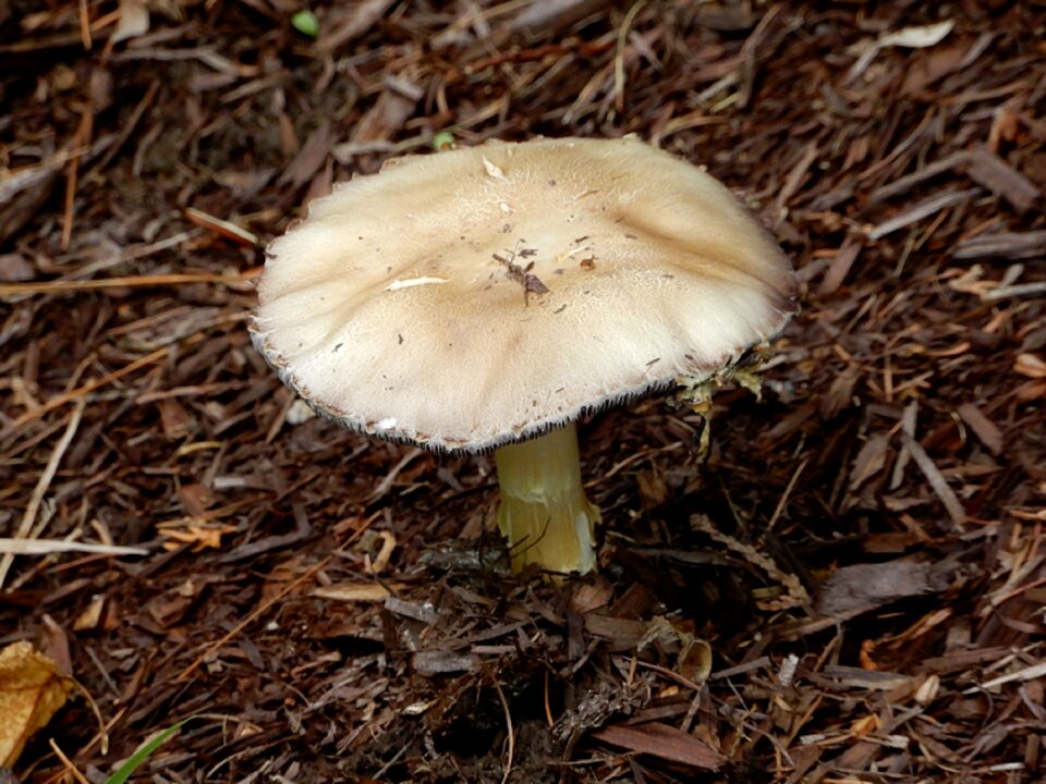 Forest autumn