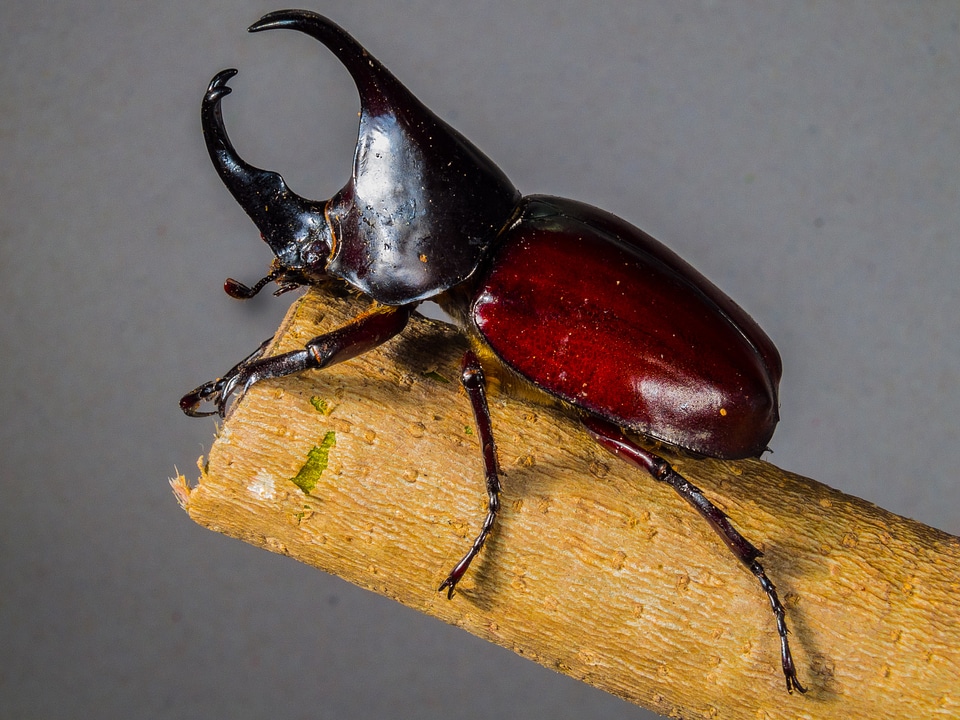 Tropical beetles rhinoceros beetle riesenkaefer