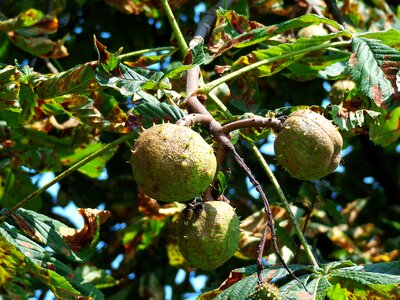 Chestnut plant in the fall