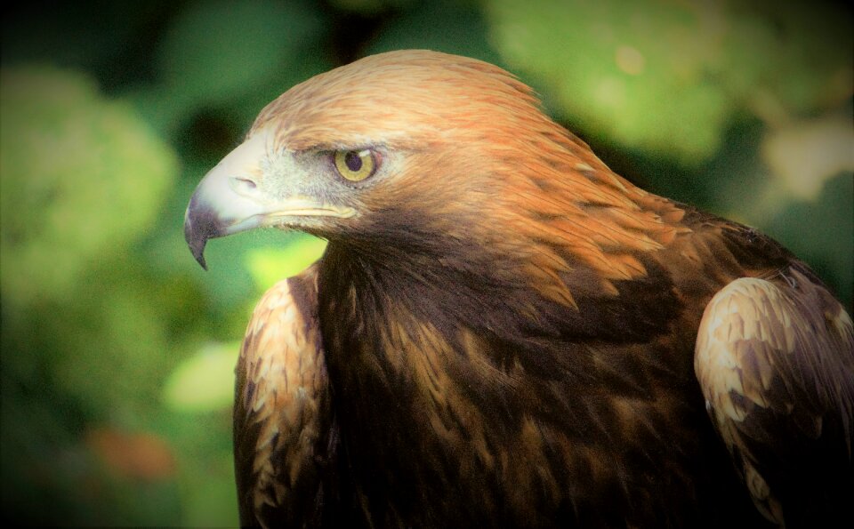 Adler bill bird of prey