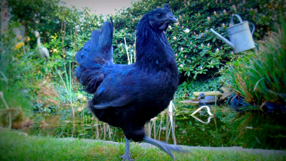 Agriculture poultry animal