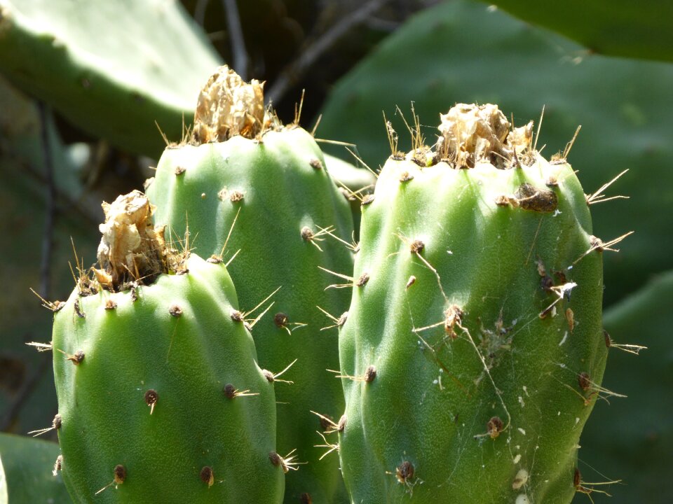 Prickly cactus fruit