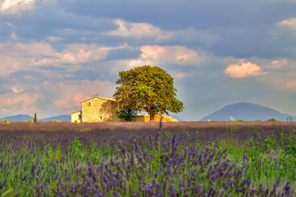 Blooming field of lavender farmhouse cloud mood photo