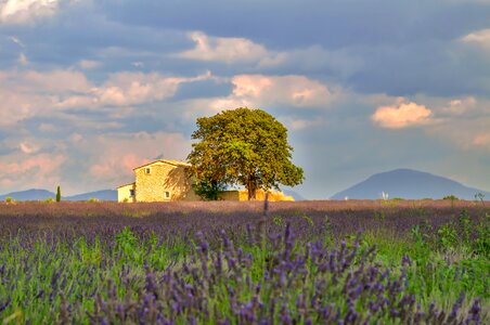 Blooming field of lavender farmhouse cloud mood