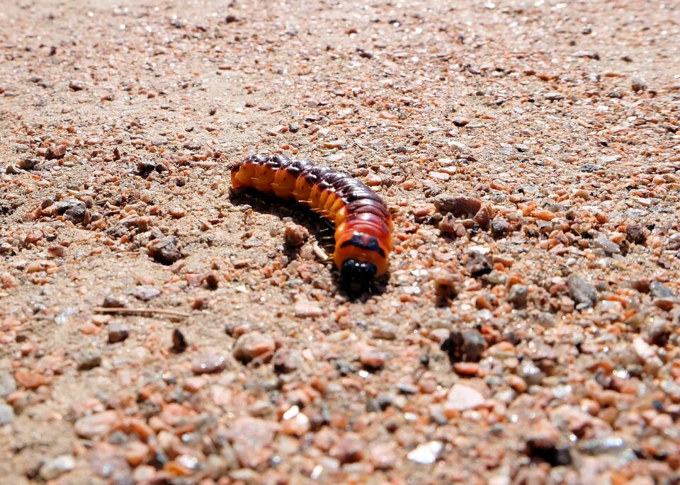 Medvedka insect pest