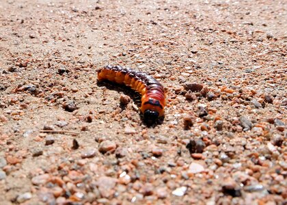 Medvedka insect pest
