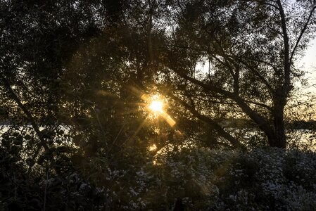 Branches nature light
