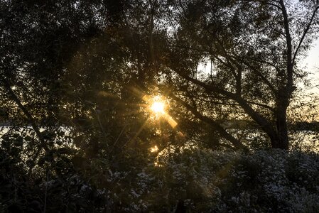 Branches nature light photo