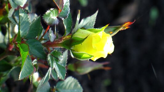 Romantic beauty smell