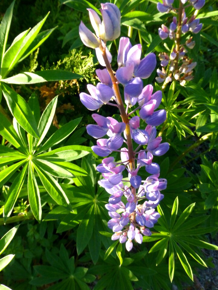 Maine flower