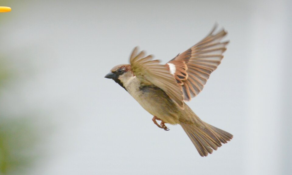 Flying wings