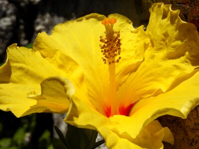 Bloom flower summer
