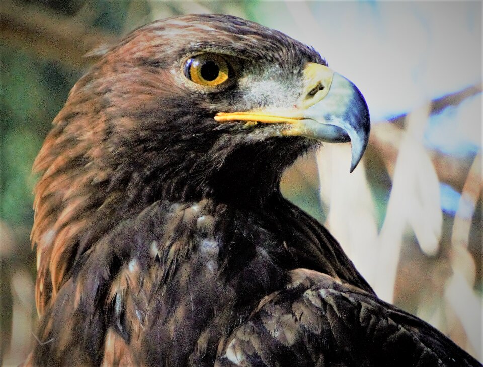 Adler bill bird of prey