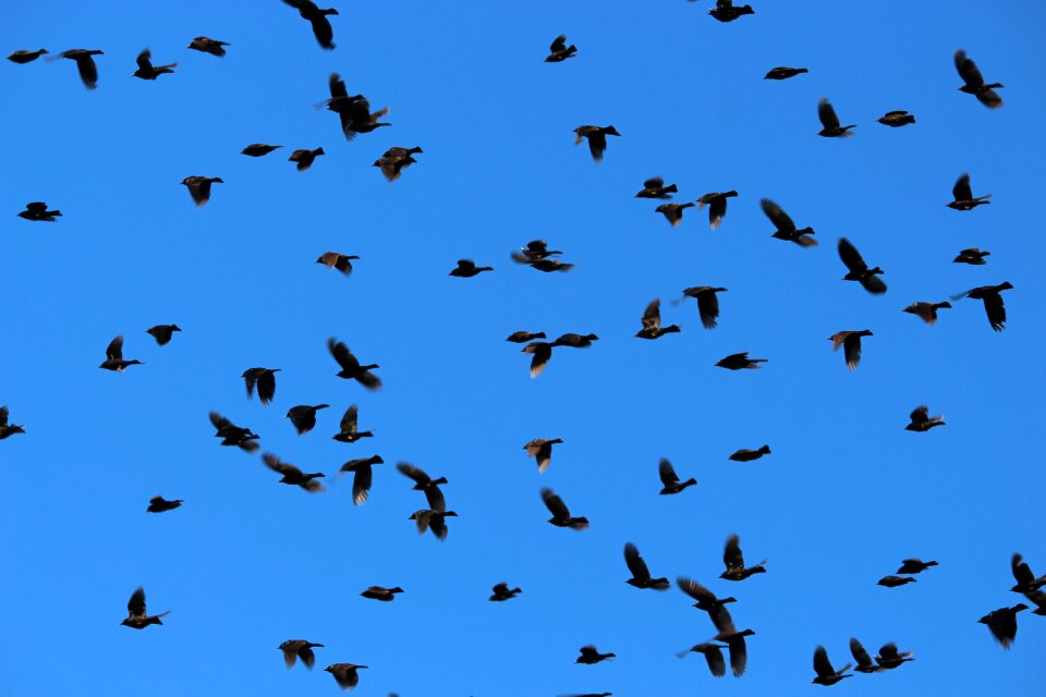 Bird sky nature