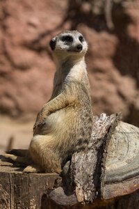 Meerkat animal zoo