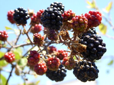 Food bush berries photo