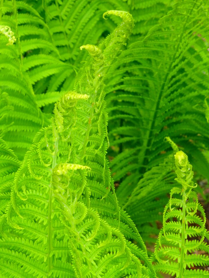 Plant greenery forest