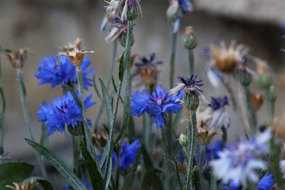 Summer flowers cornflower