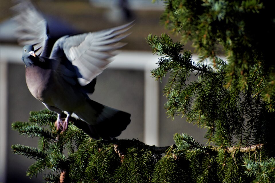 Departure flying birds