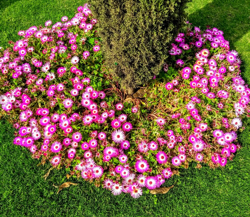 Grass flower bed blossom