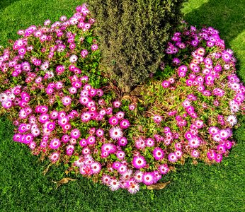 Grass flower bed blossom