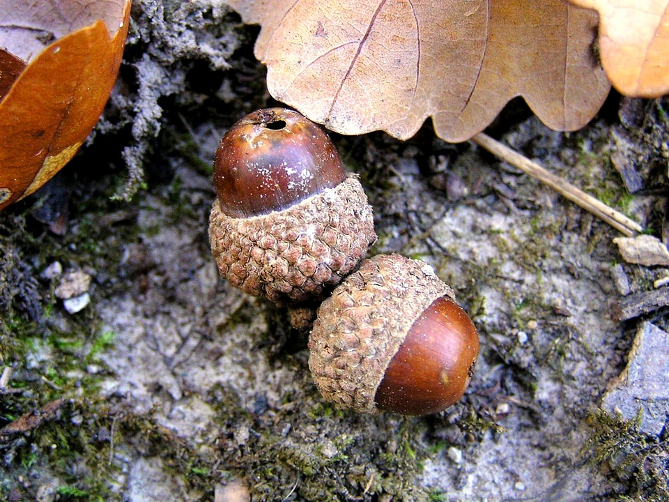 Autumn brown october