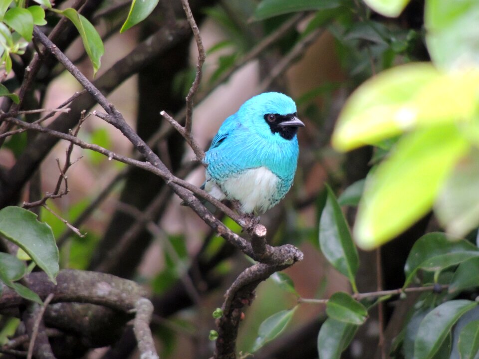 Blue bird nature animal world