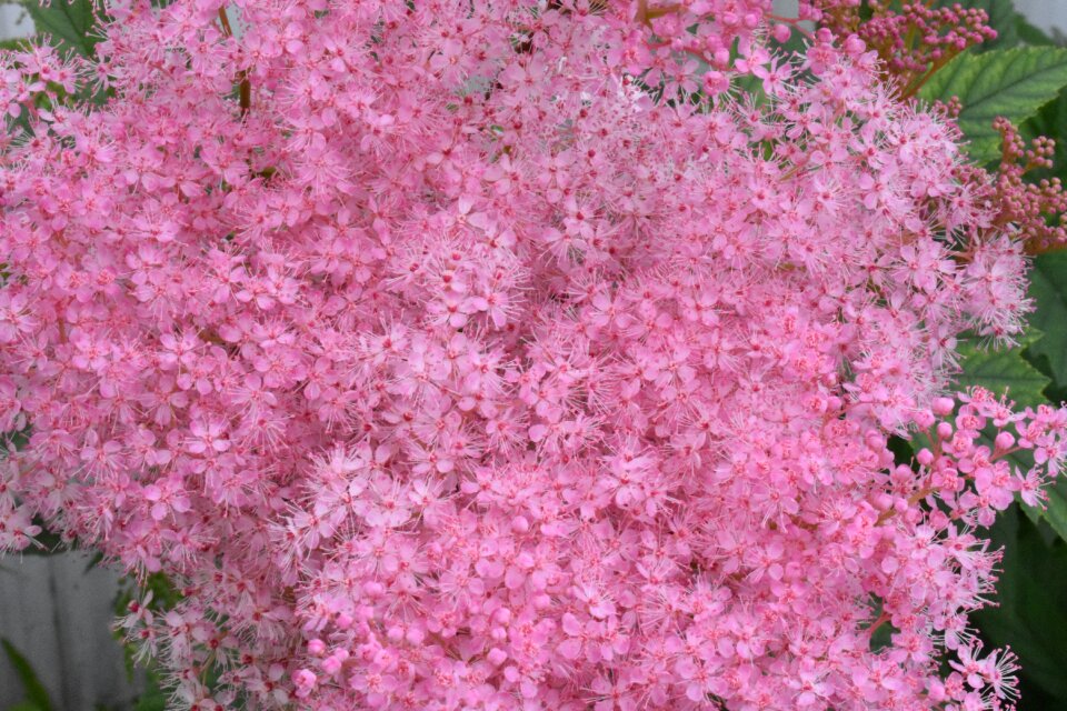 Garden nature flower