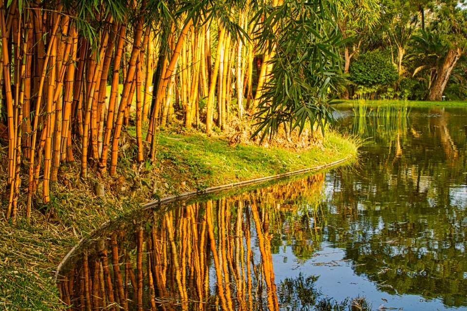 Reeds water vegetation photo